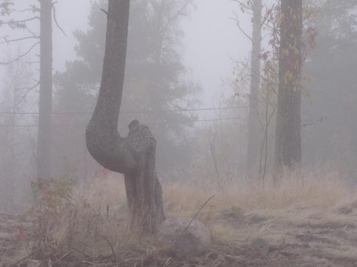 04 slaktarbacken i dimma