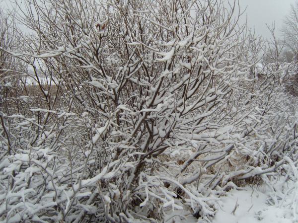 buske i snö