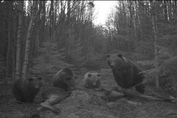 björn med ungar vid den slagna älgkon